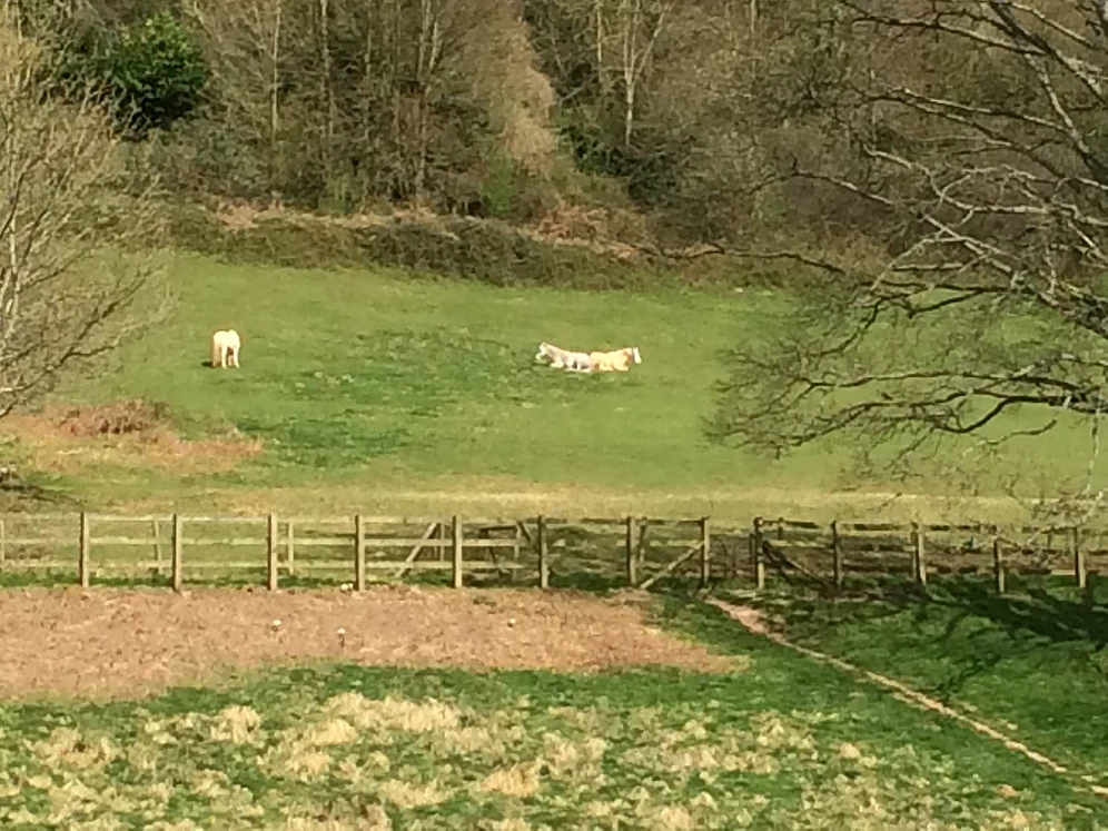 Horse grazing in pasture